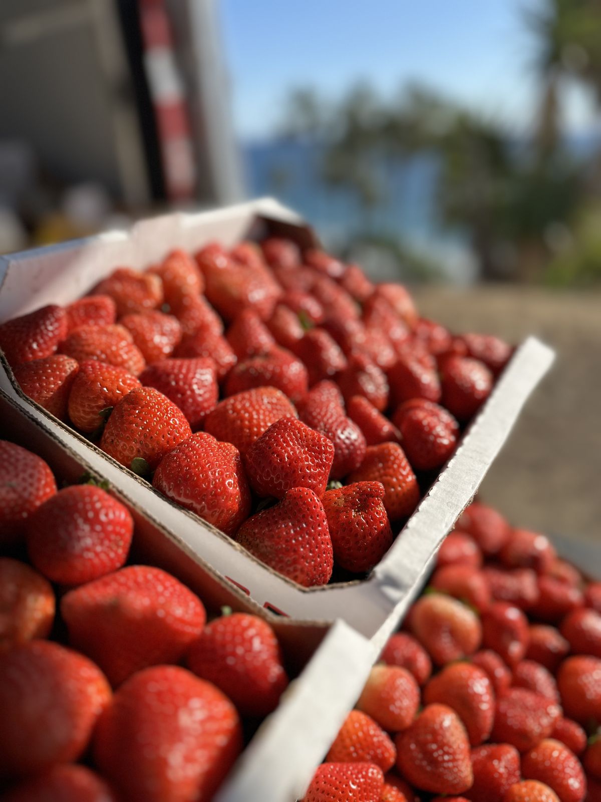 Open boxes of ripe red strawberries at the stand